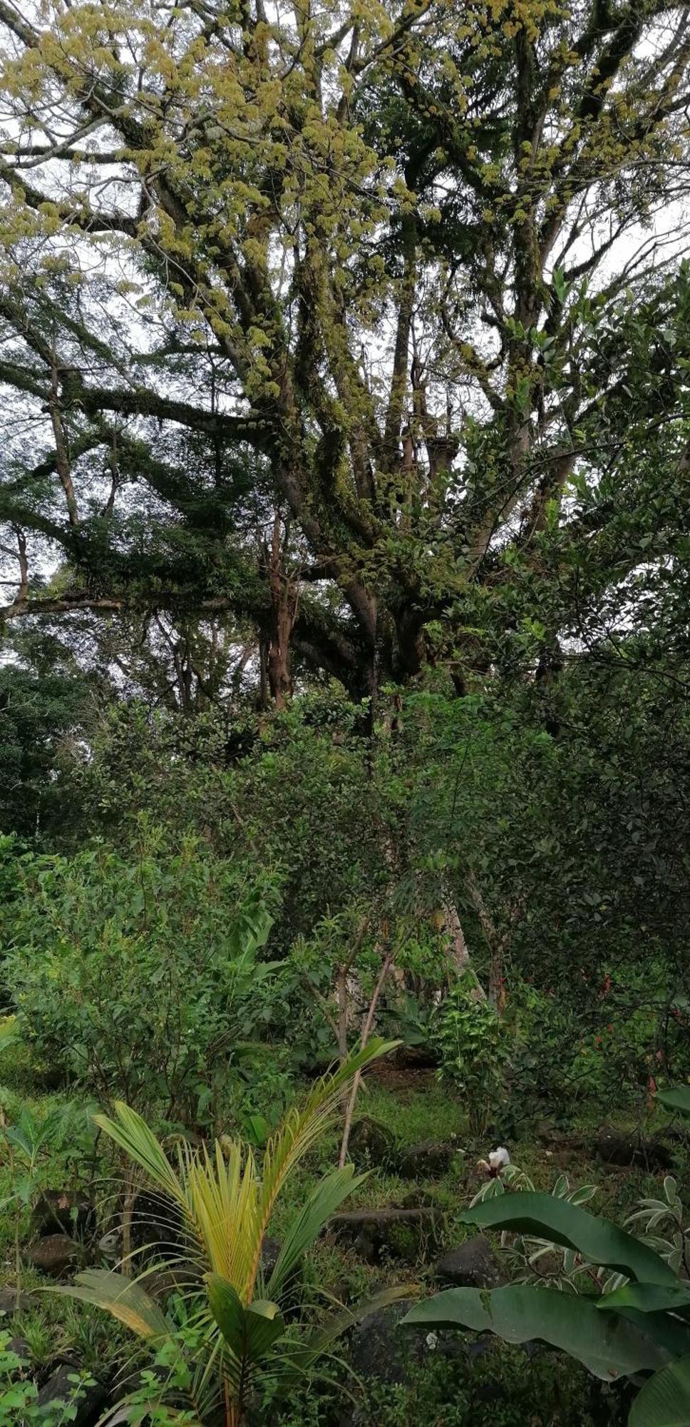 Casa De Andrea Villa Santo António Dış mekan fotoğraf